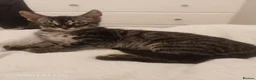 Bengal cats for sale: Bengals kittens - Advert 7