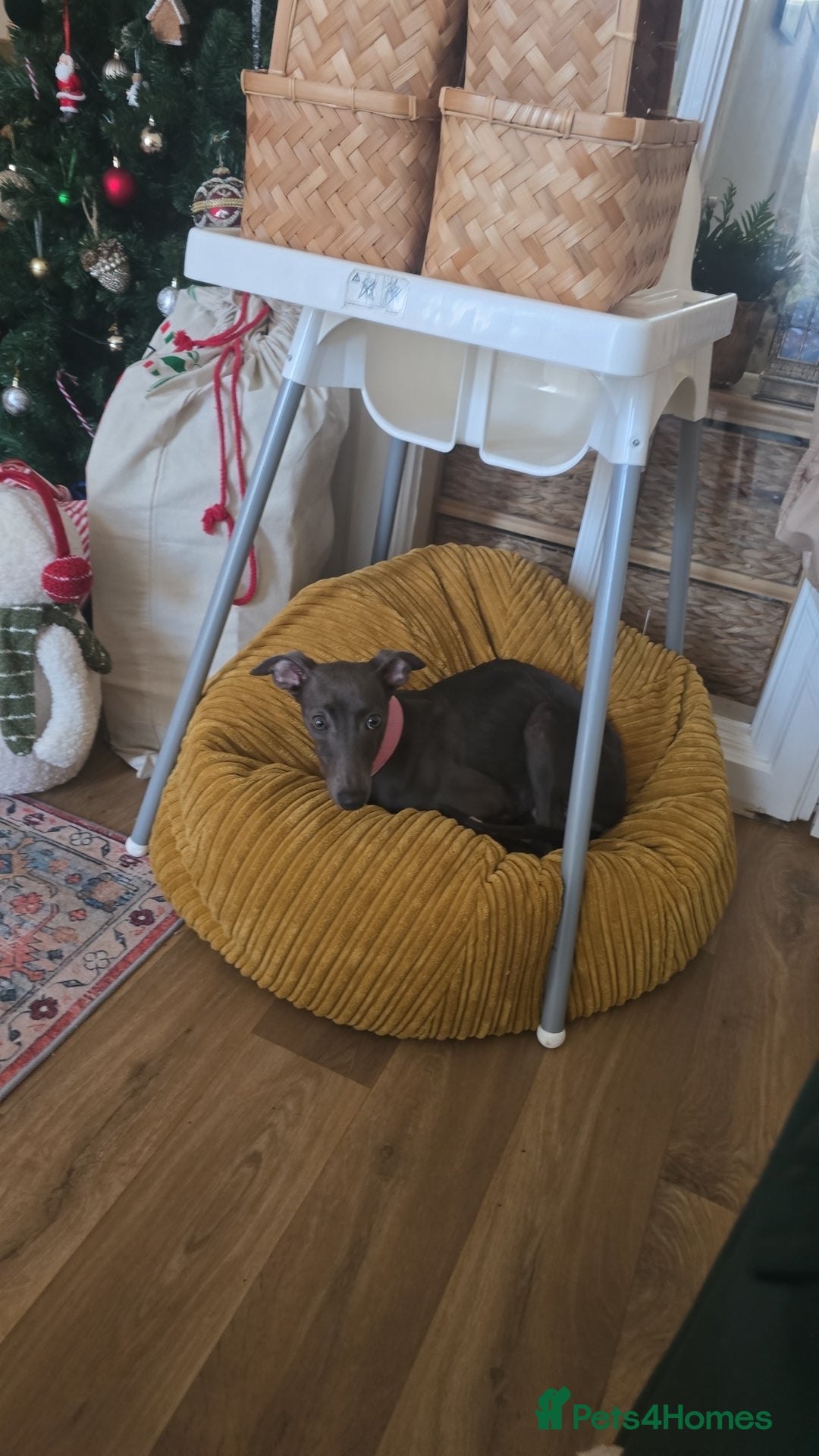 Whippet dogs for sale: Miss lady  - Advert 2