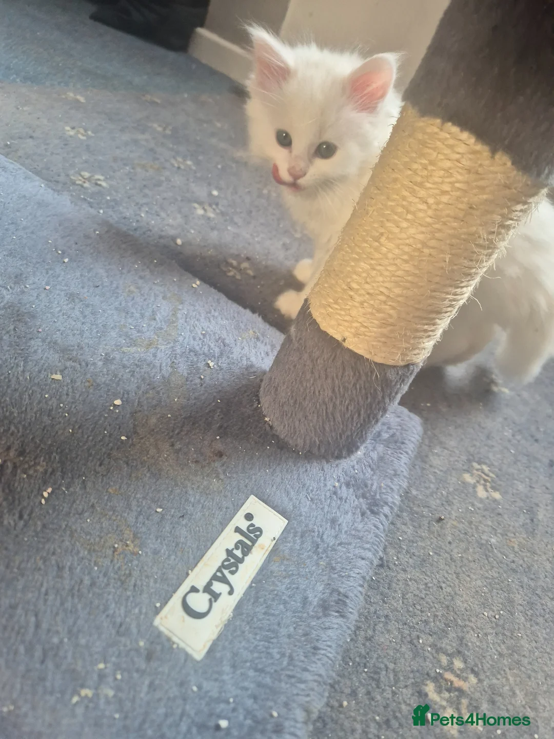 Maine Coon cats for sale: Stunning Maine Coon Kittens - Advert 2