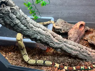Snake reptiles Suriname Boa Female + SETUP - Advert 2