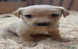 Labrador Retriever dogs for sale: Gorgeous red and golden Labrador puppies  - Image 2