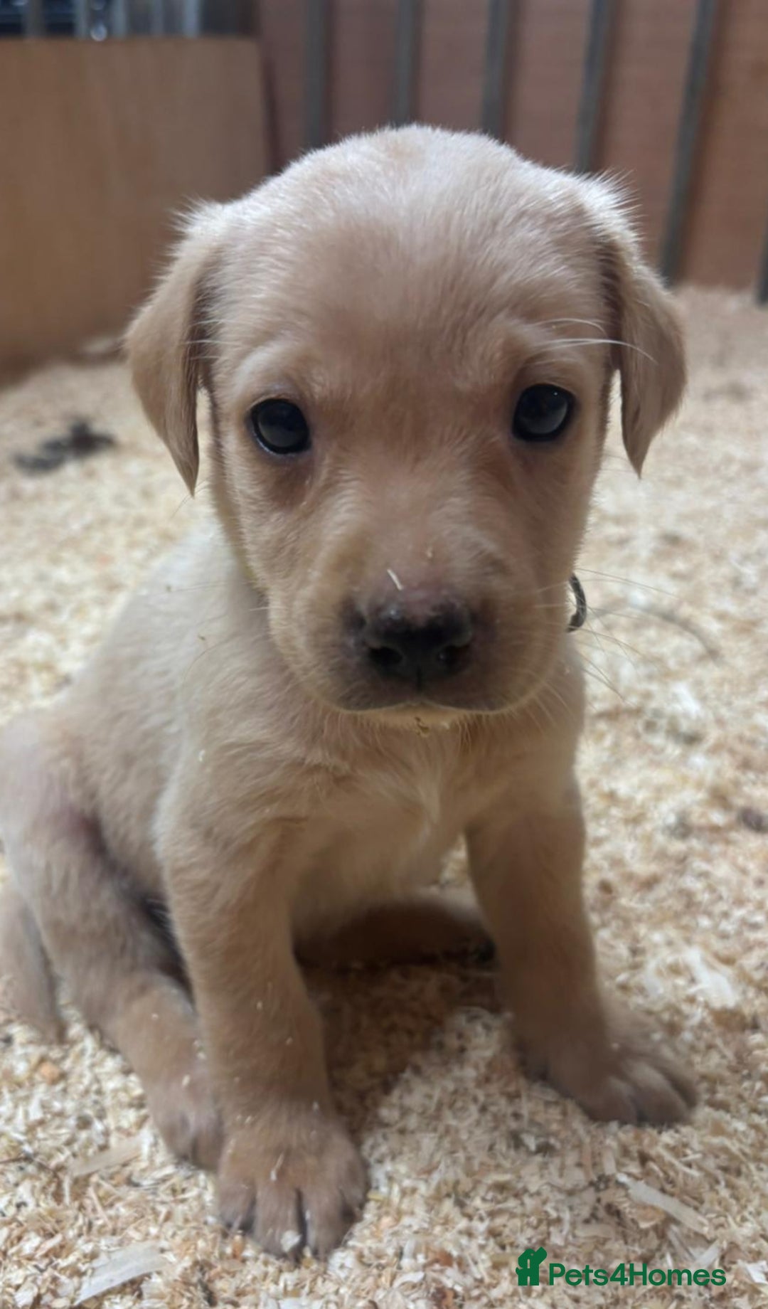 Labrador Retriever dogs for sale: Gorgeous red and golden Labrador puppies  - Image 2