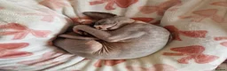 Sphynx cats for sale: Beautiful girl  - Advert 6