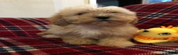 Shihpoo dogs for sale: shihpoo puppies for sale  - Advert 17