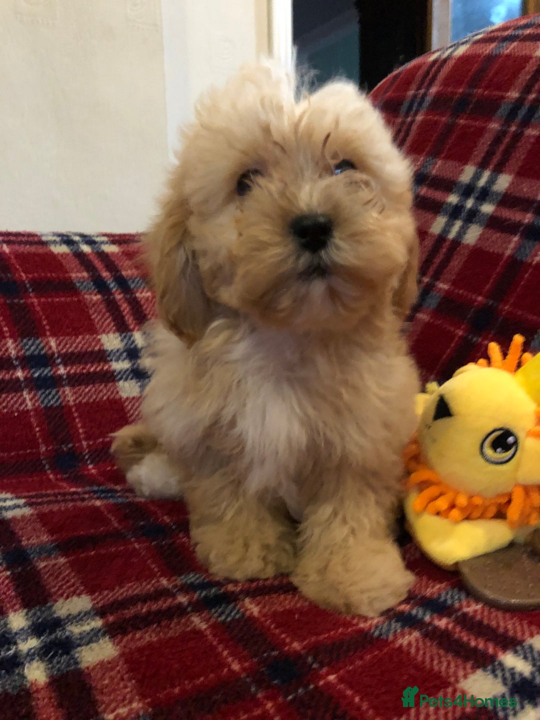 Shihpoo dogs for sale: shihpoo puppies for sale  - Advert 17