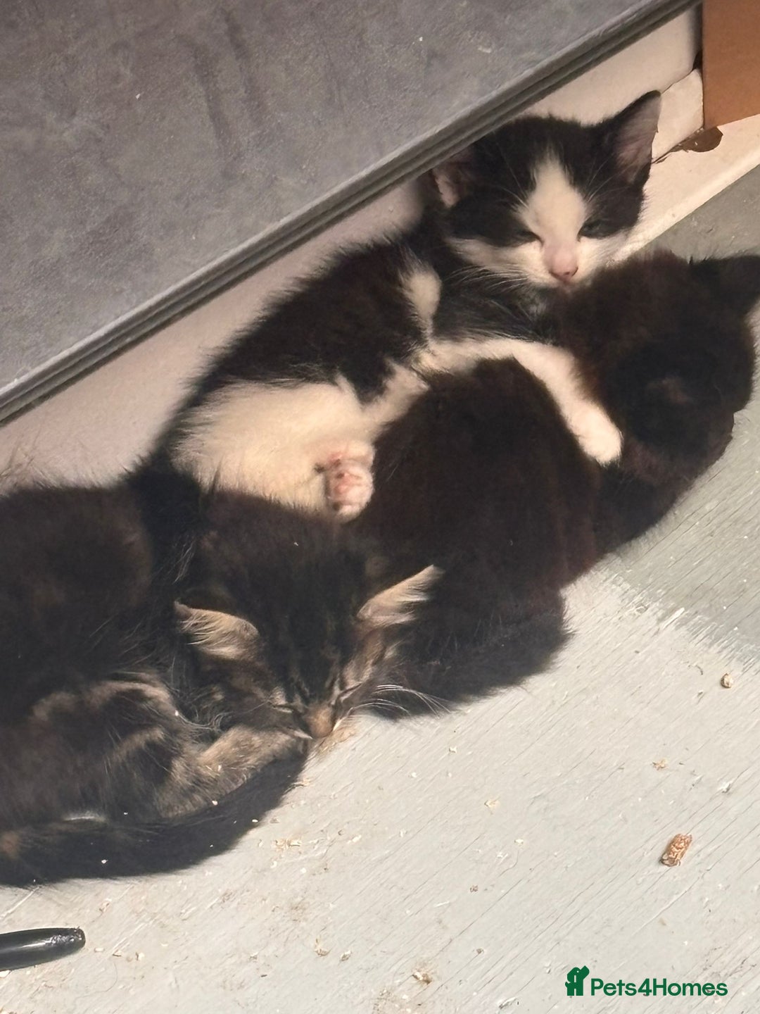 Mixed Breed cats for sale: 3 Adorable Fluffy Kittens Looking for Forever Home - Image 3