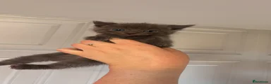 Ragdoll 2