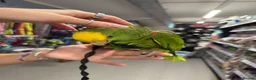 Parrots birds for sale: Gorgeous baby hand reared Double Yellow Amazon - Advert 4