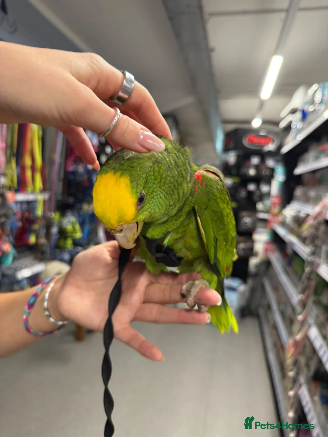 Parrots birds for sale: Gorgeous baby hand reared Double Yellow Amazon - Advert 4