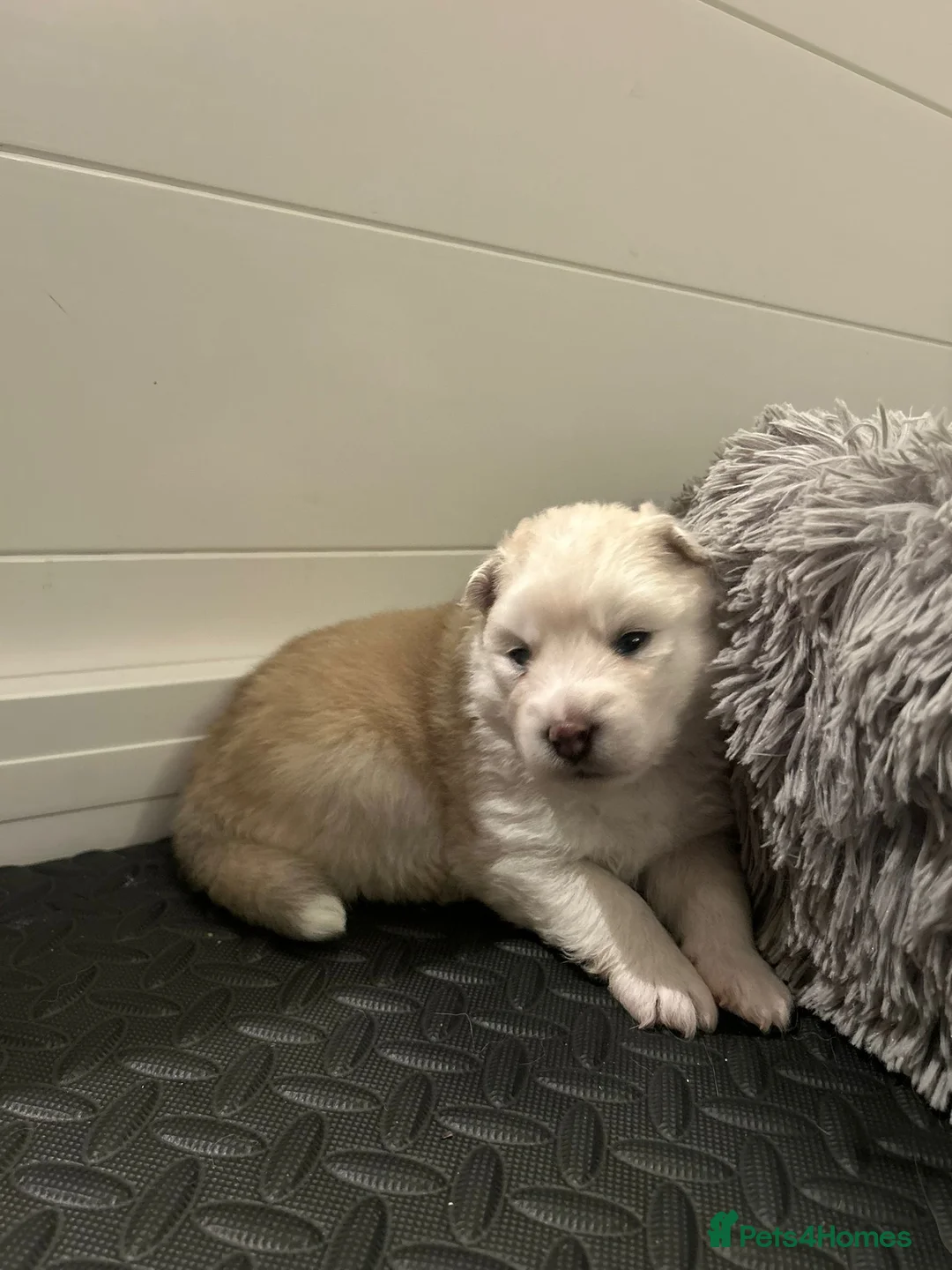 Pomsky dogs for sale: F2 Pomsky Puppies – Luna’s Pride Litter  - Advert 16