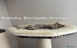 Bengal cats for sale: 😻Tica Best Bengal UK sired Kittens 🏆 🐾 🐱  - Image 11