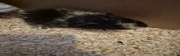 Guinea Pig rodents for sale: I have selection baby piggies from pure to x bred - Advert 4