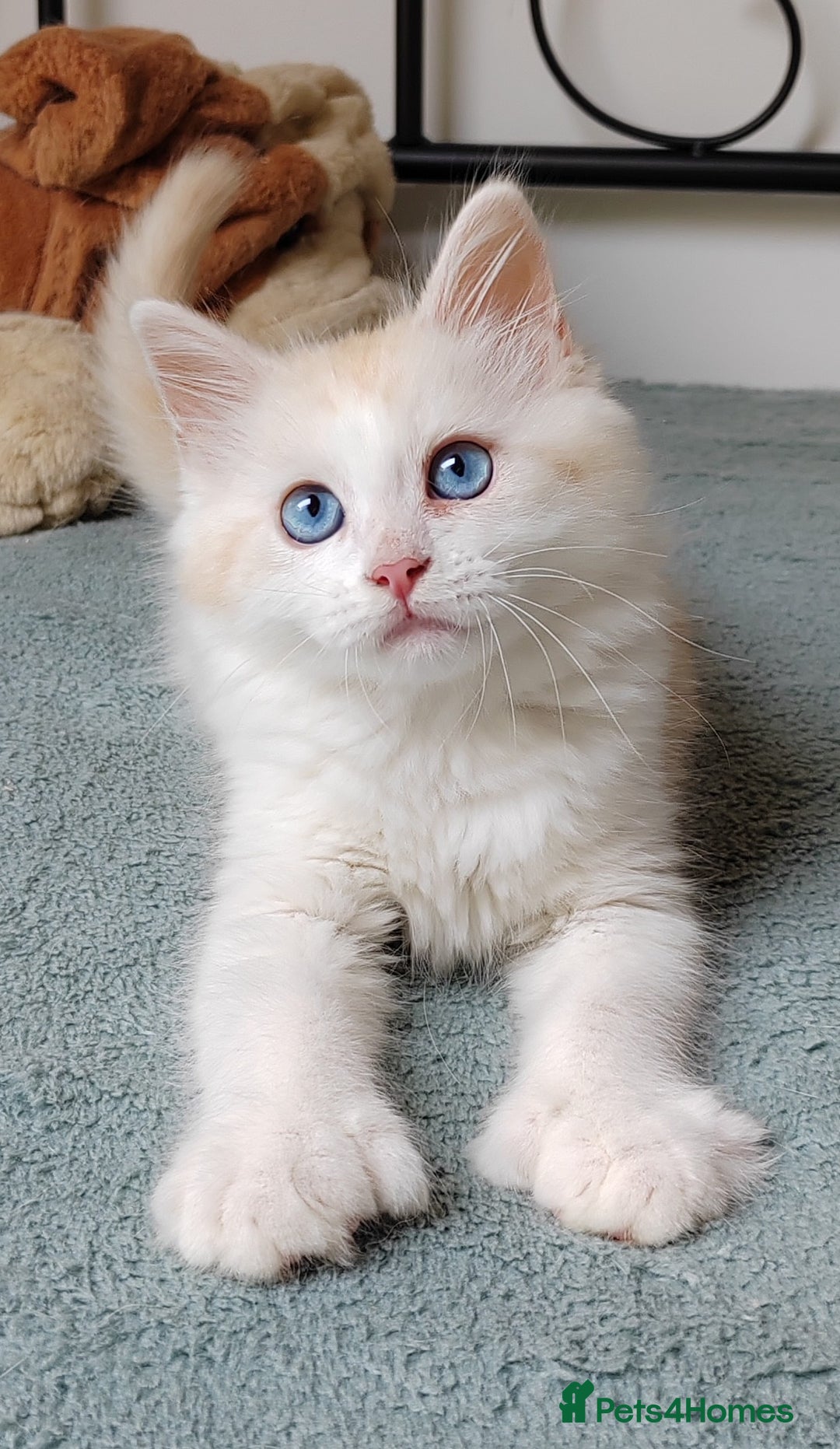 Mixed Breed cats for sale: Kittens with Mittens!! Unique Maine Coon x  - Image 7