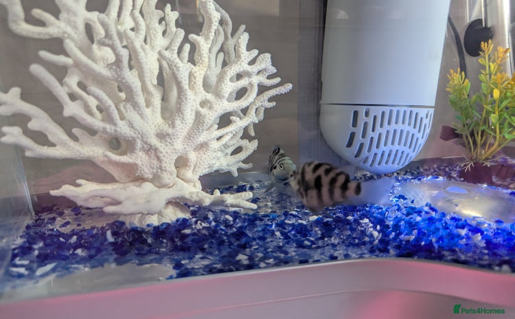 Cichlids fish - Advert 1
