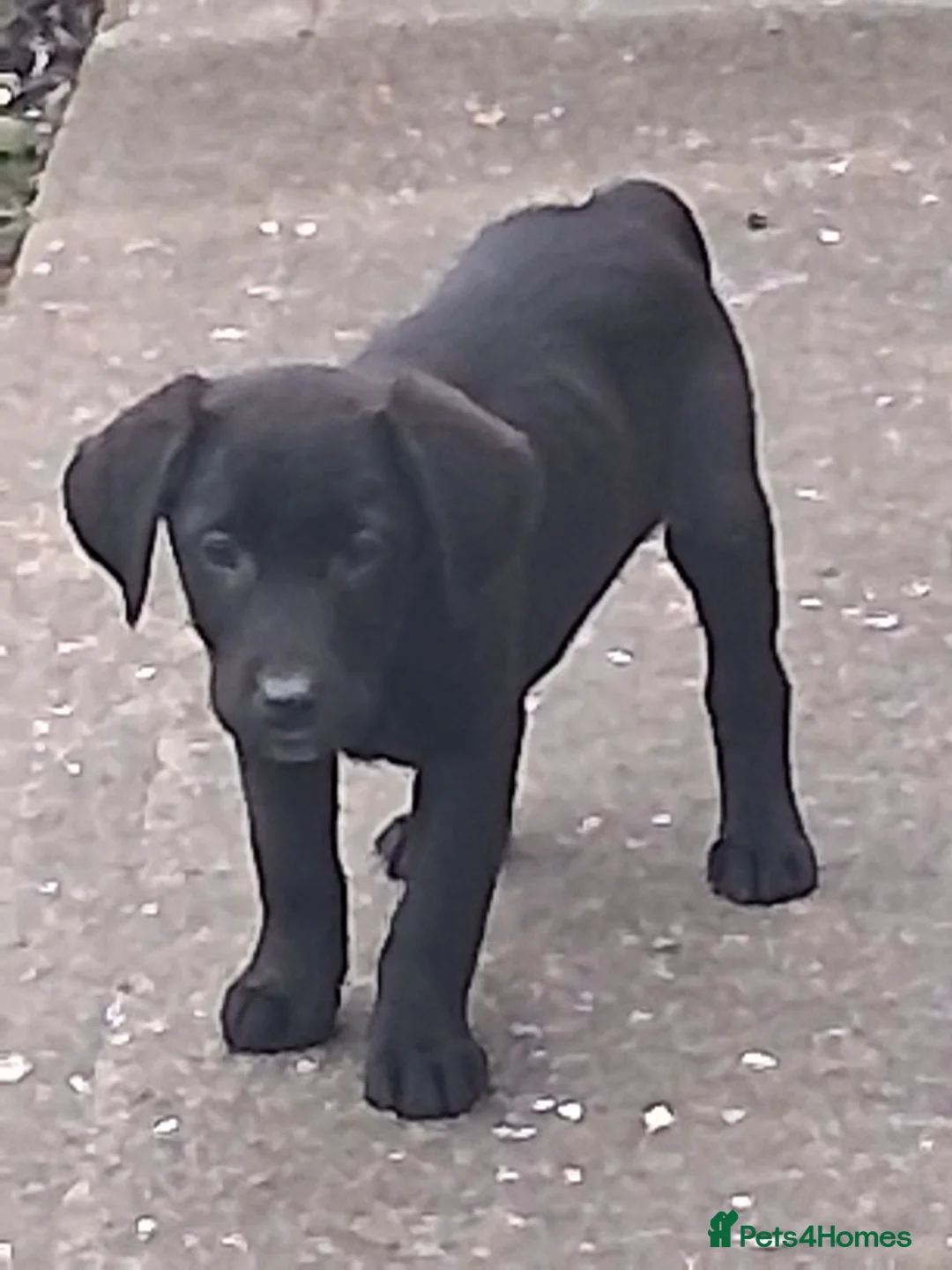 Labrador Retriever dogs for sale: Happy healthy pure bred Labrador pups for sale - Advert 2