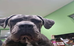 Cane Corso dogs for sale: Cane corso - Image 5
