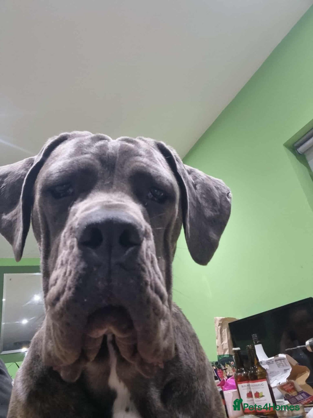 Cane Corso dogs for sale: Cane corso - Image 5