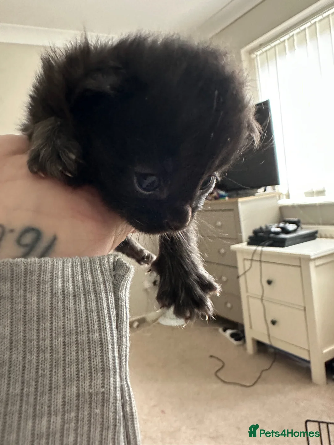 Maine Coon cats for sale: Three quarter Maine coon kittens - Advert 8