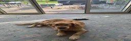 Golden Retriever dogs for sale: Daisy is looking for a new home - Advert 4
