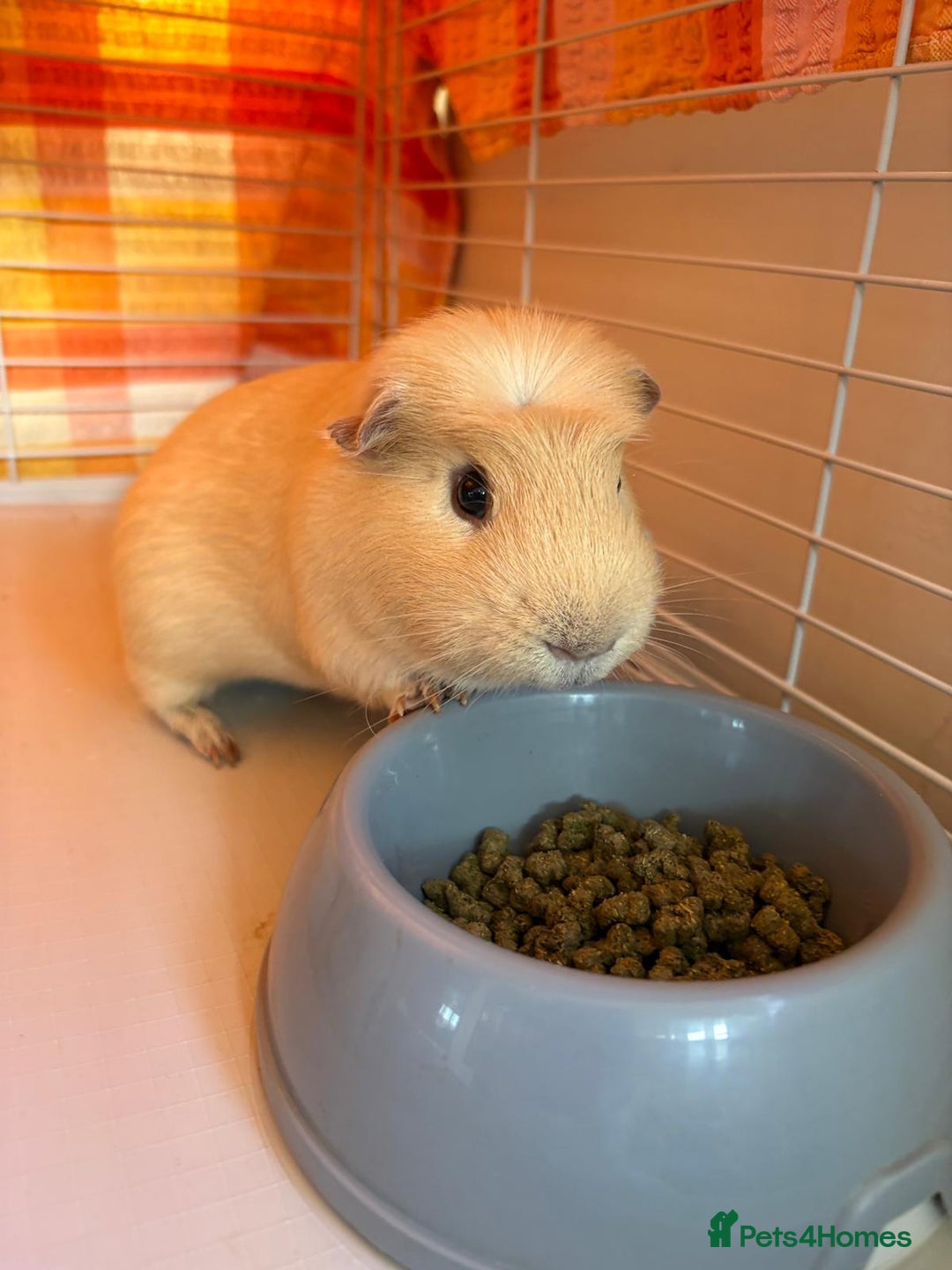 Guinea Pig rodents for sale: 2 male guinea pigs with cage - Advert 12