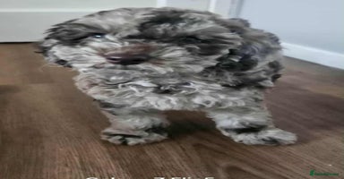 Miniature Poodle dogs - Advert 3