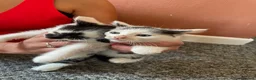 Mixed Breed cats for sale: 4 kittens  - Advert 2