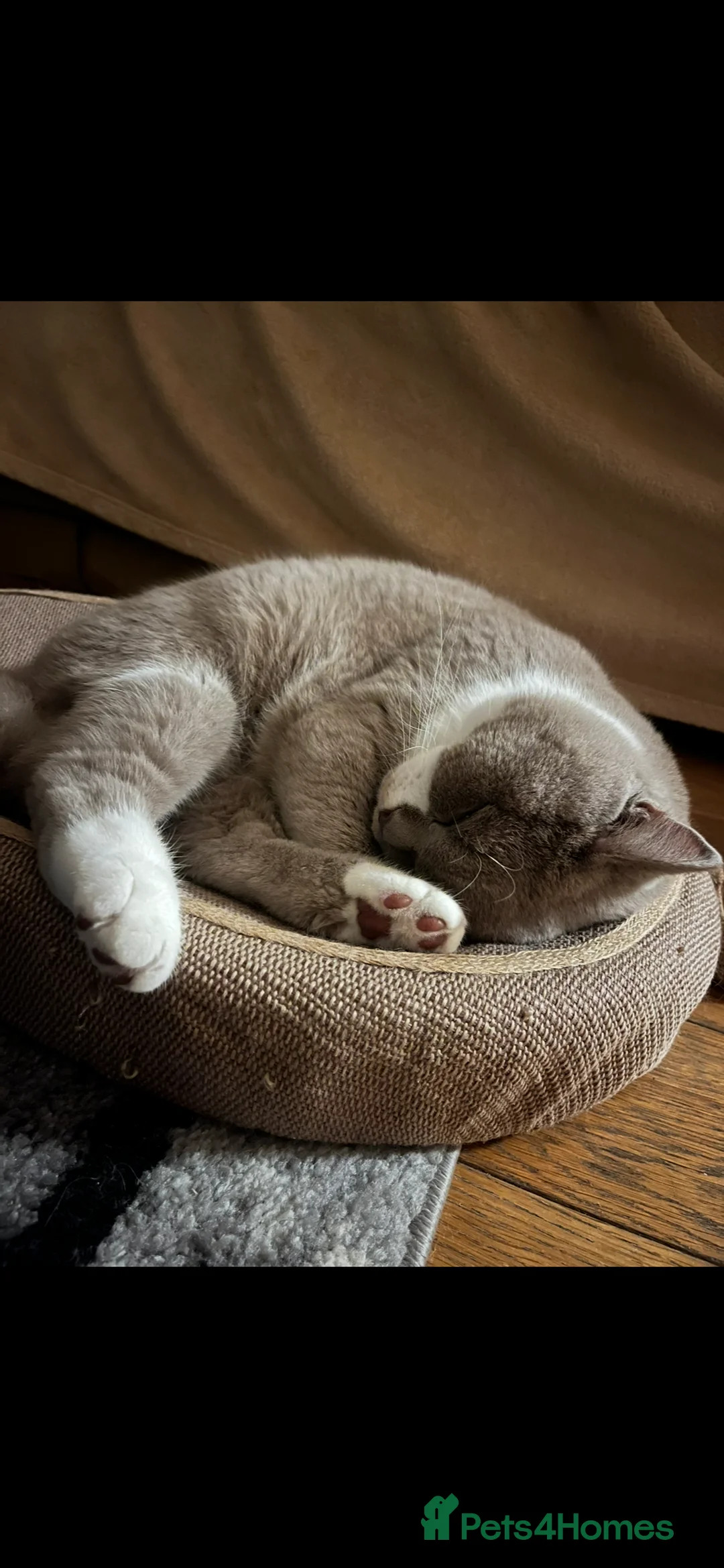 British Shorthair cats for sale: Adorable Kitten Seeking a Loving Home - Advert 8