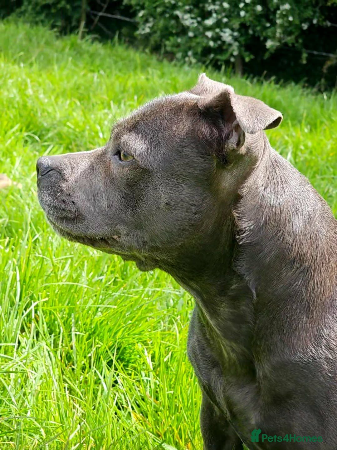Staffordshire Bull Terrier dogs Beautiful KC Blue Staffordshire Bull Terrier Pups - Advert 1