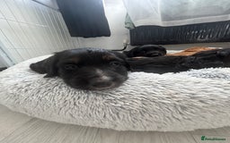 Mixed Breed dogs for sale: KC COCKER X MINI COLLIE PUPS  - Advert 10