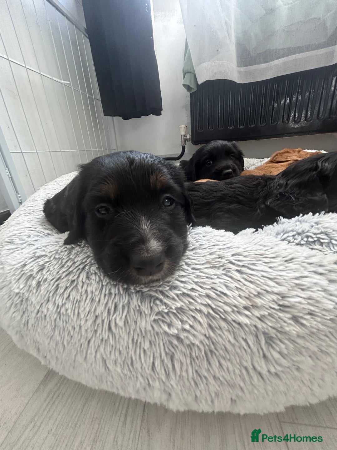 Mixed Breed dogs for sale: KC COCKER X MINI COLLIE PUPS  - Advert 10