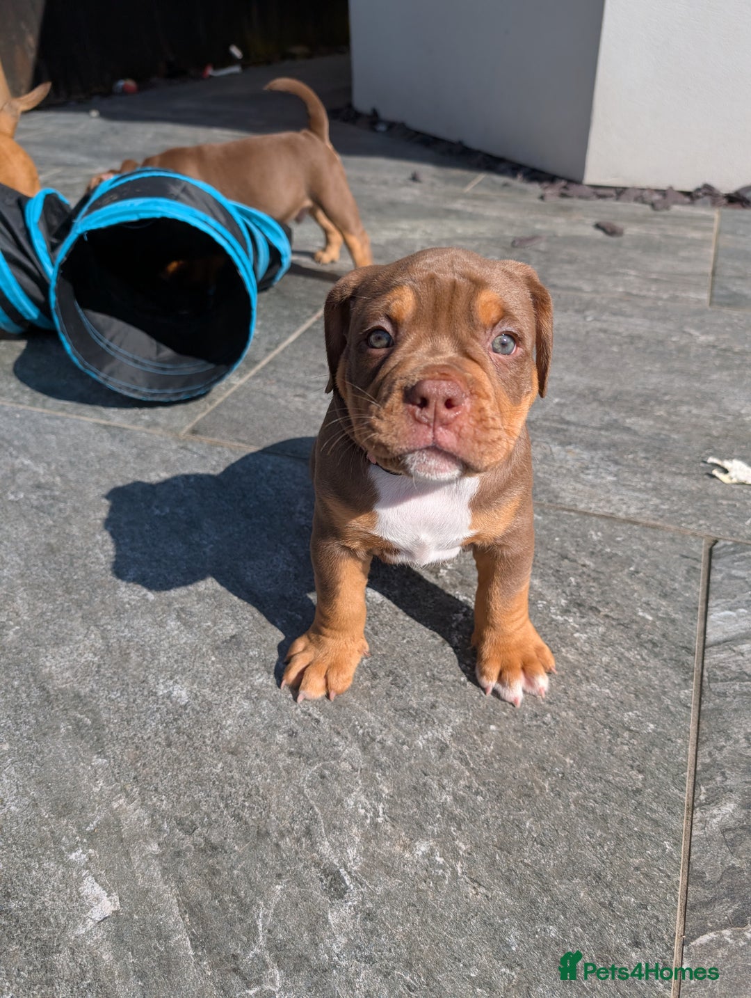 Olde English Bulldogge dogs for sale: READY TO GO, 5 left! - OEB Puppies NEBBR ✅ 3rd Gen - Image 26