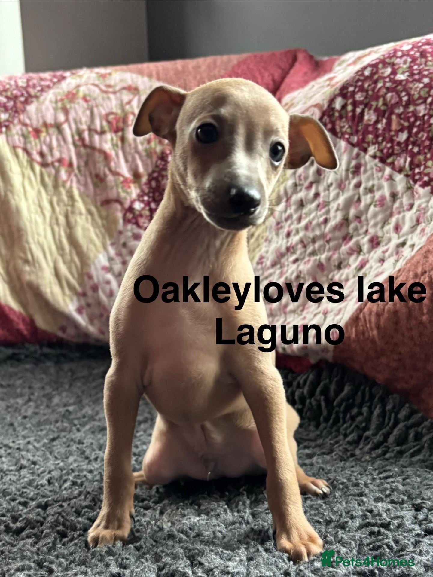 Italian Greyhound dogs Kc Italian fawn boys  - Advert 1