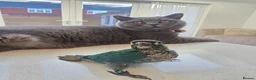 Conures birds for sale: Handreared and tame baby conure parrots - Advert 6