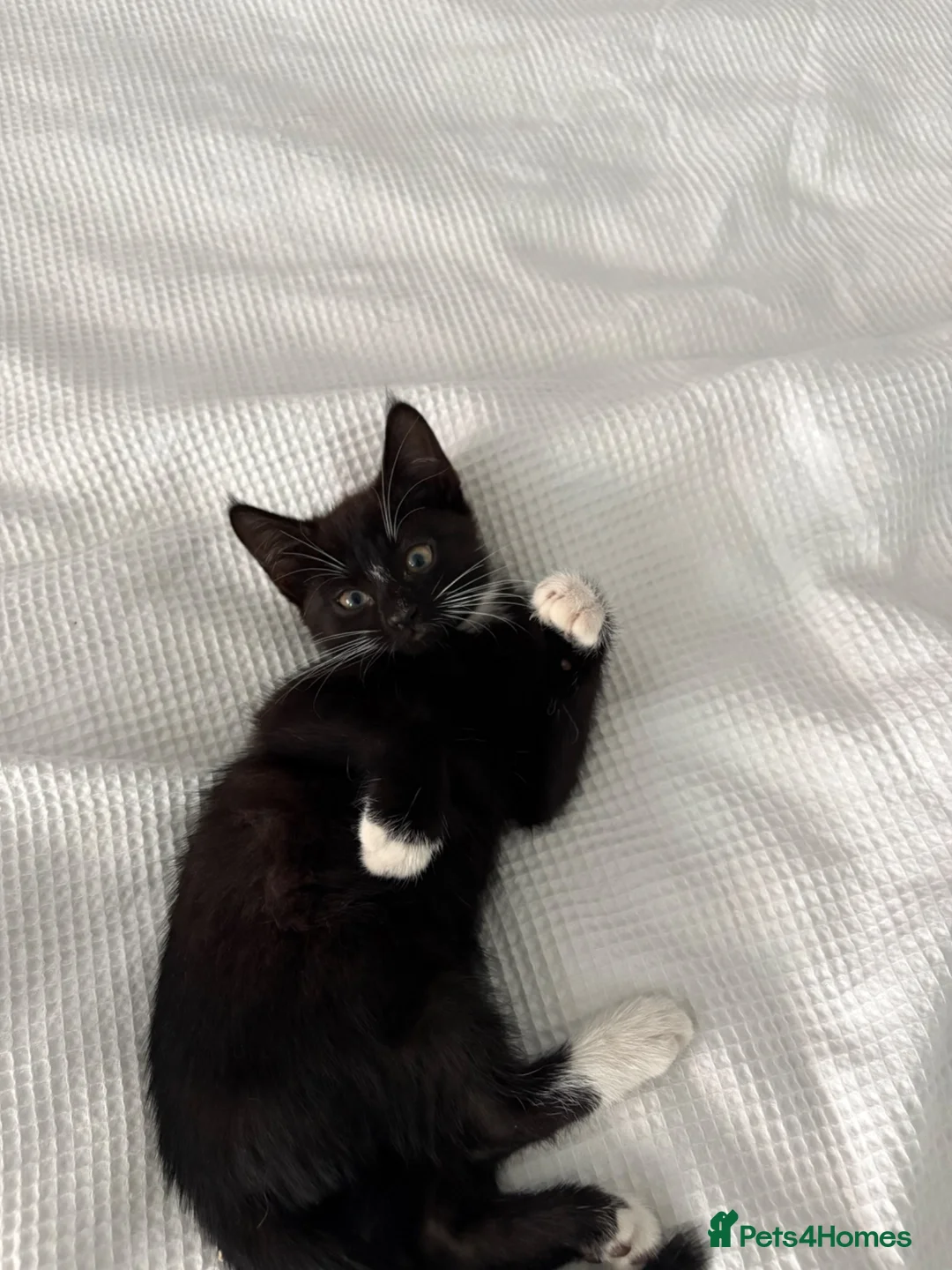 Mixed Breed cats for sale: Kittens  in Coventry - Advert 9