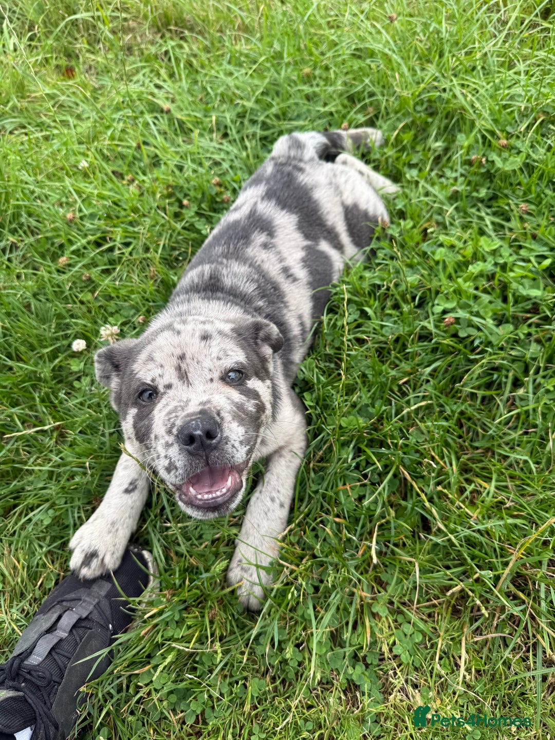 Mixed Breed dogs for sale: 1 left Beautiful chow x bulldog pups merle - Image 17
