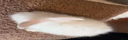 Lionhead rabbits for sale: Lionhead babies in Hereford - Advert 10