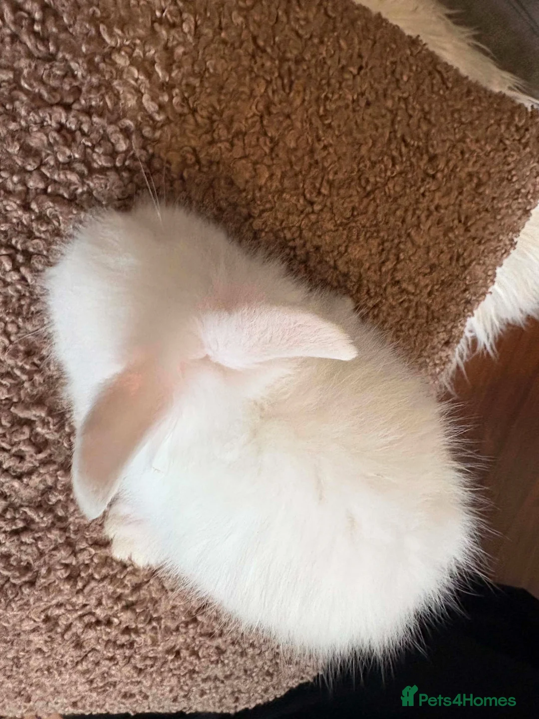 Lionhead rabbits for sale: Lionhead babies in Hereford - Advert 10