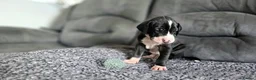 Great Dane dogs for sale: Championship Great Dane Pups  - Advert 18