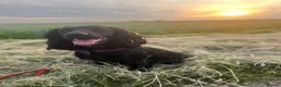 Cocker Spaniel dogs for sale: Stunningly beautiful spaniels  - Advert 1
