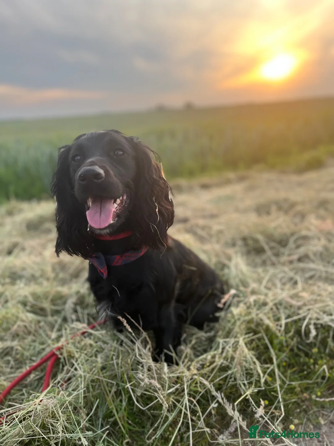 Cocker Spaniel dogs for sale: Stunningly beautiful spaniels  - Advert 1