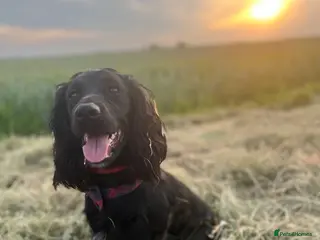 Cocker Spaniel dogs Stunningly beautiful spaniels - Advert 1
