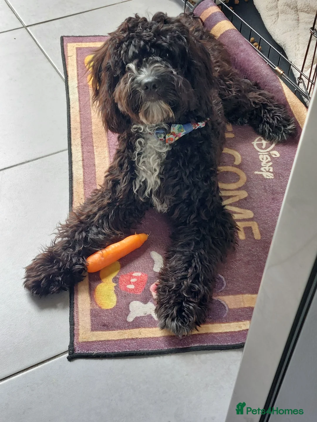 Cockapoo dogs for sale: Rocco in Saint Helens - Advert 1