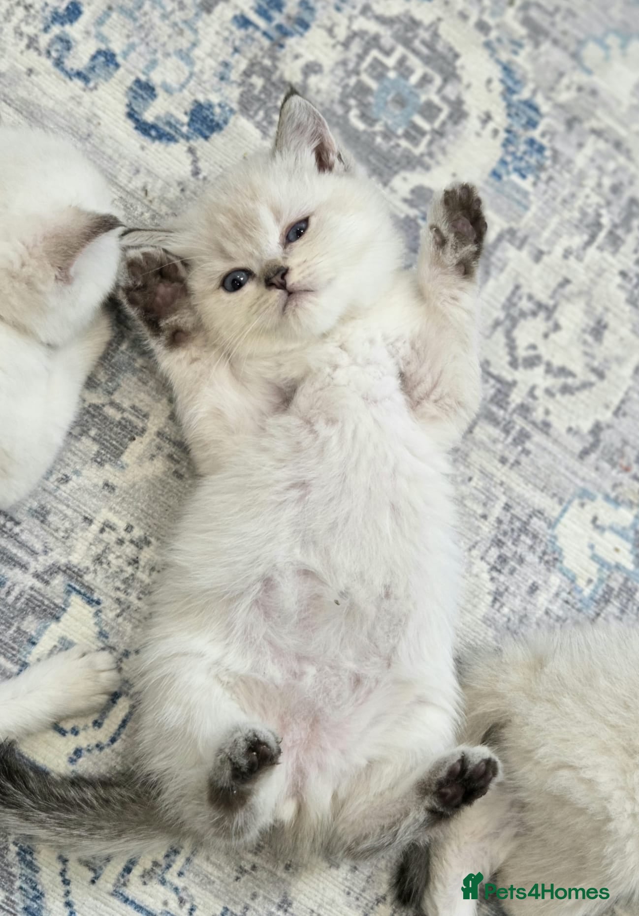 British Shorthair cats Beautiful White British Shorthair adorable Kittens - Advert 2