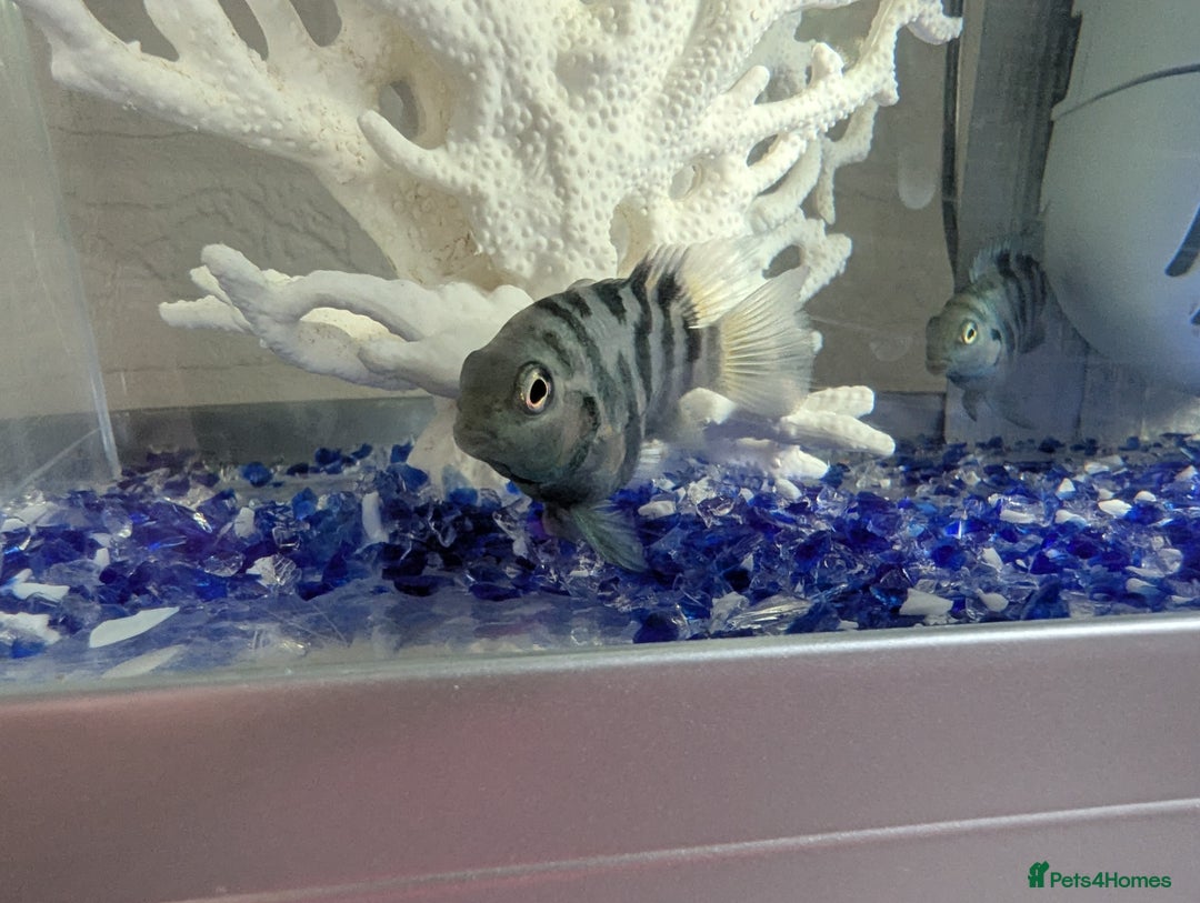 Cichlids fish for sale: Baby blue parrot fish - Image 2
