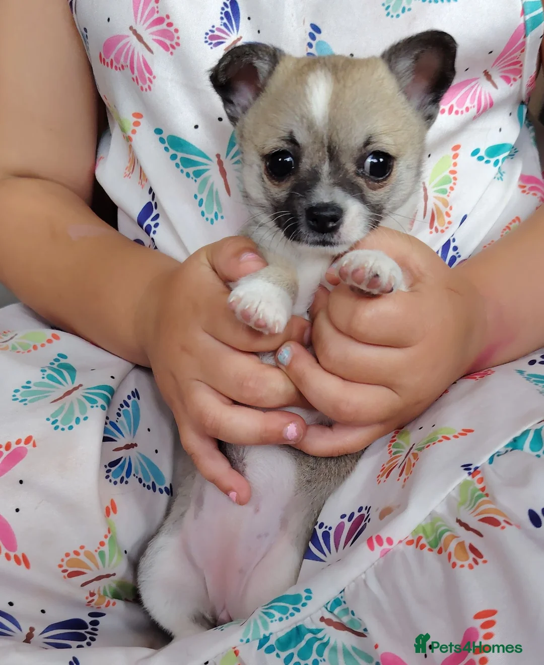 Chihuahua dogs for sale: Minii Chihuahua in Grimsby - Advert 2
