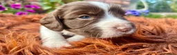 English Springer Spaniel dogs for sale: Springer Spaniel Puppies in Shrewsbury - Advert 11