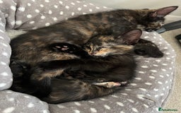 Mixed Breed cats for sale: Tortie kittens - Image 3
