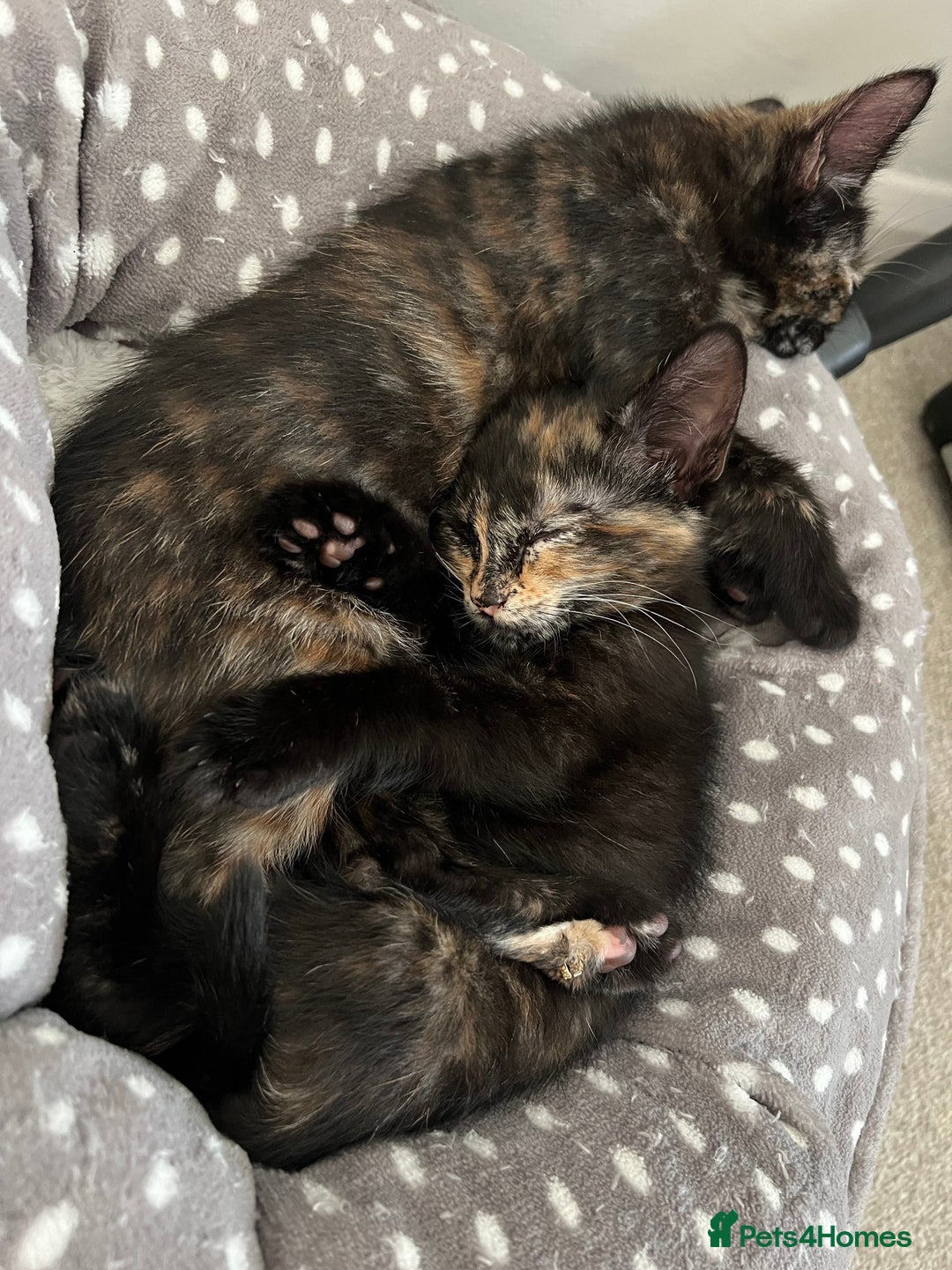 Mixed Breed cats for sale: Tortie kittens - Image 3