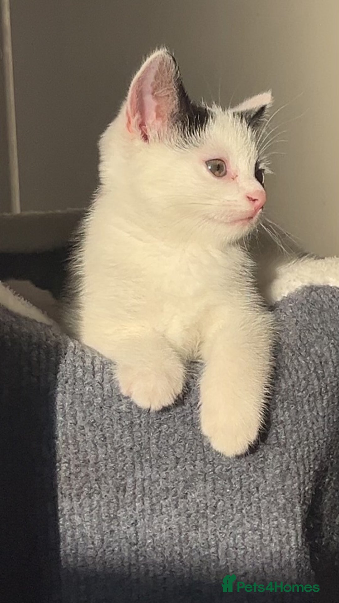 Maine Coon cats for sale: 2 Beautiful Kittens - Image 1