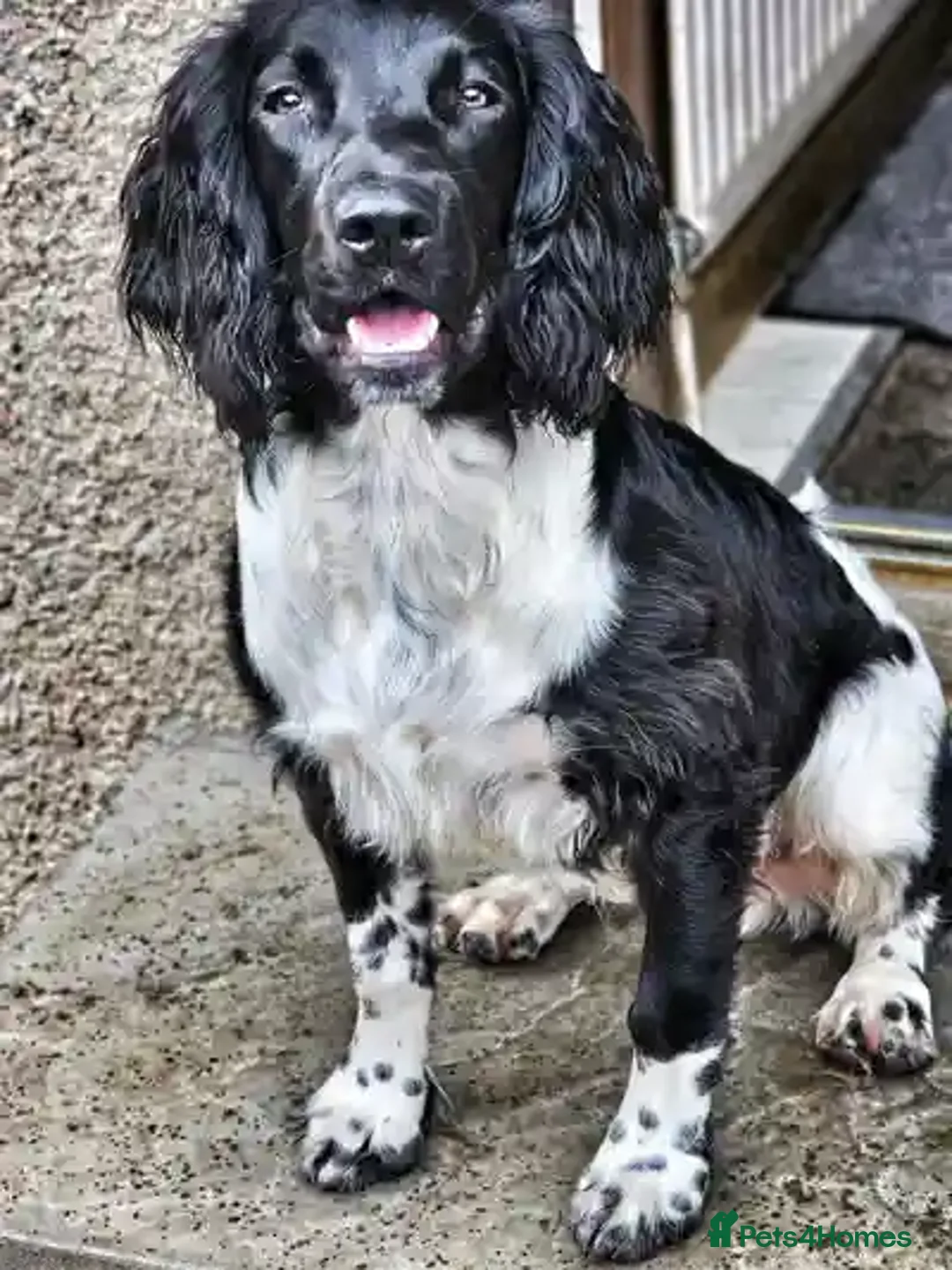English Springer Spaniel dogs for stud: BW Springer Stud Dog  in Alford - Advert 4